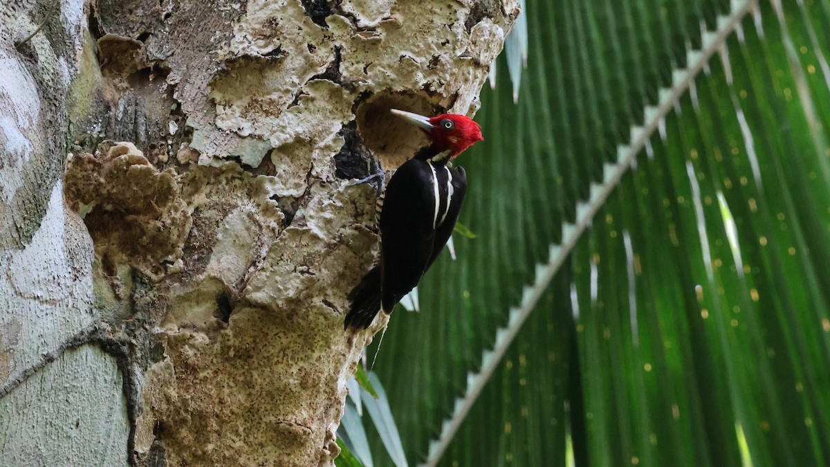 Pale-billed Woodpecker - ML618694254