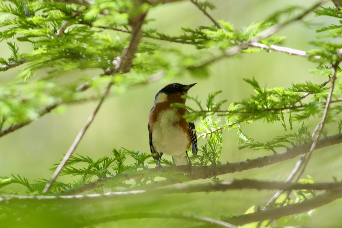 Bay-breasted Warbler - Dan  Sandri