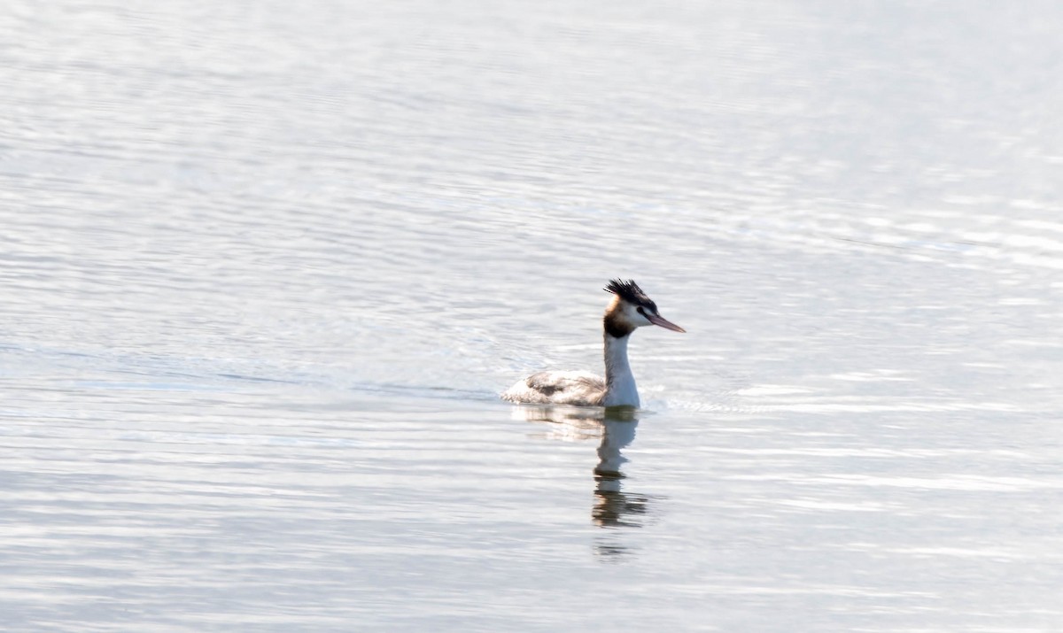 Great Crested Grebe - ML618694272