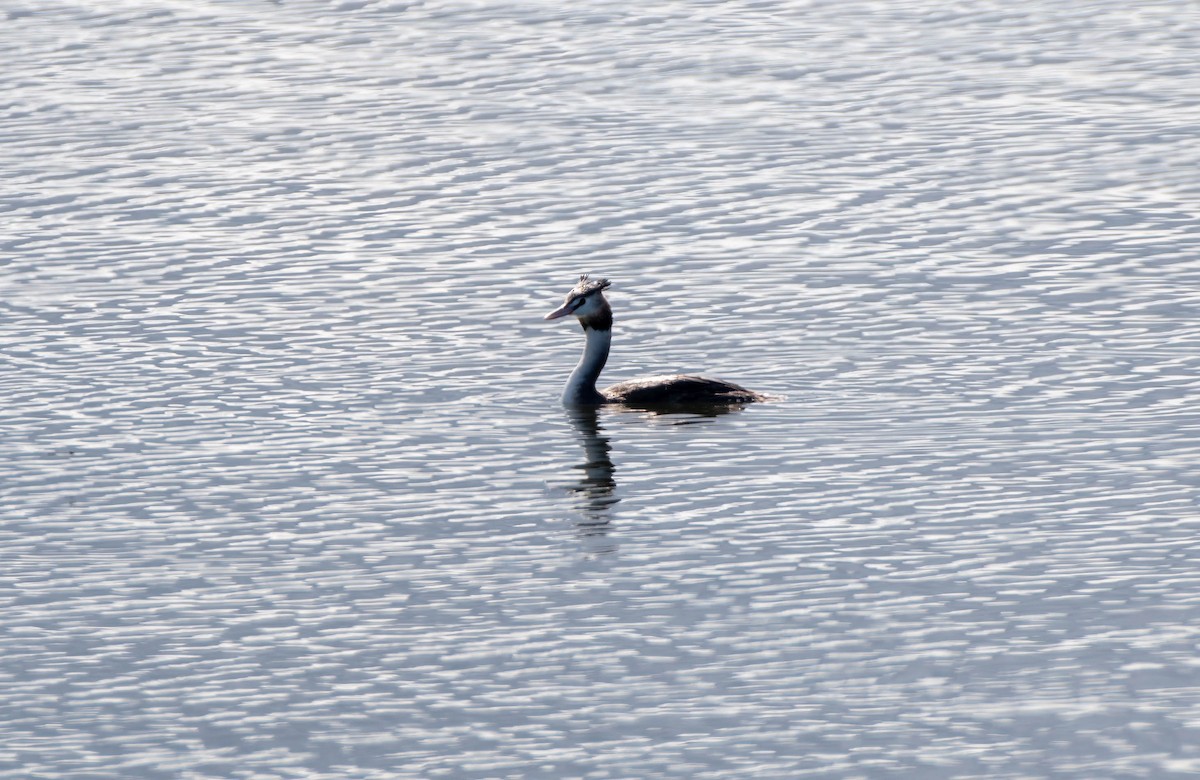 Great Crested Grebe - ML618694273