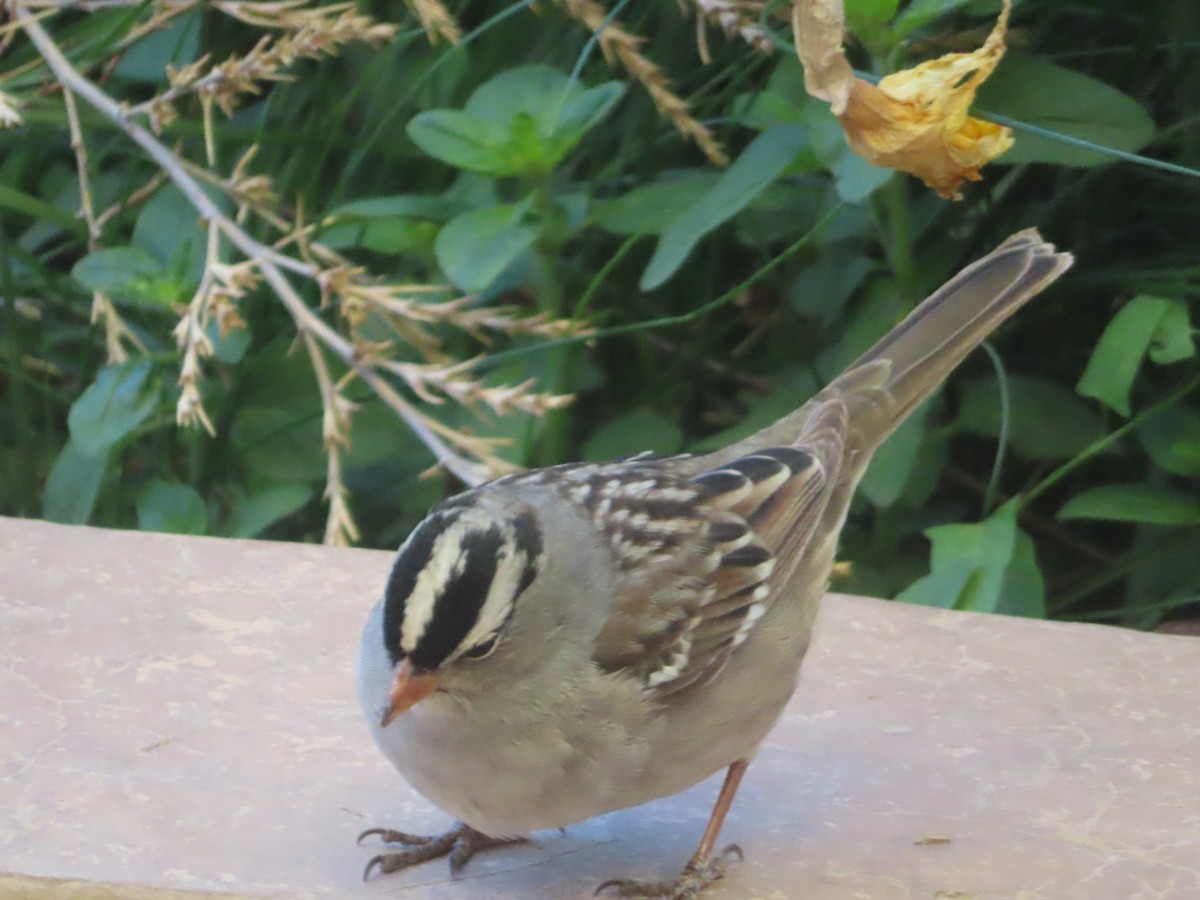 White-crowned Sparrow - ML618694329
