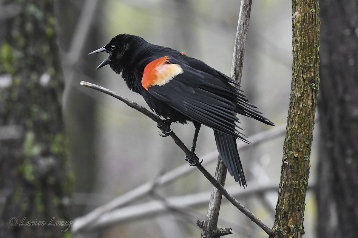 Red-winged Blackbird - ML618694411