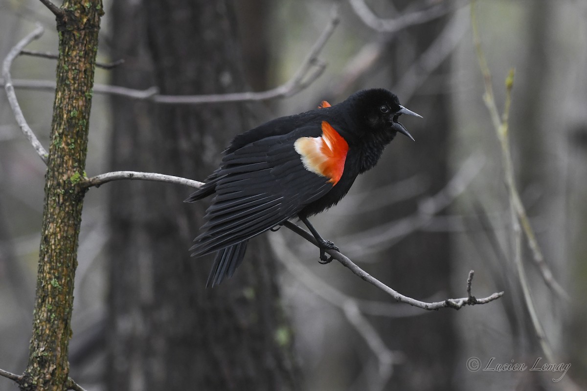 Red-winged Blackbird - Lucien Lemay