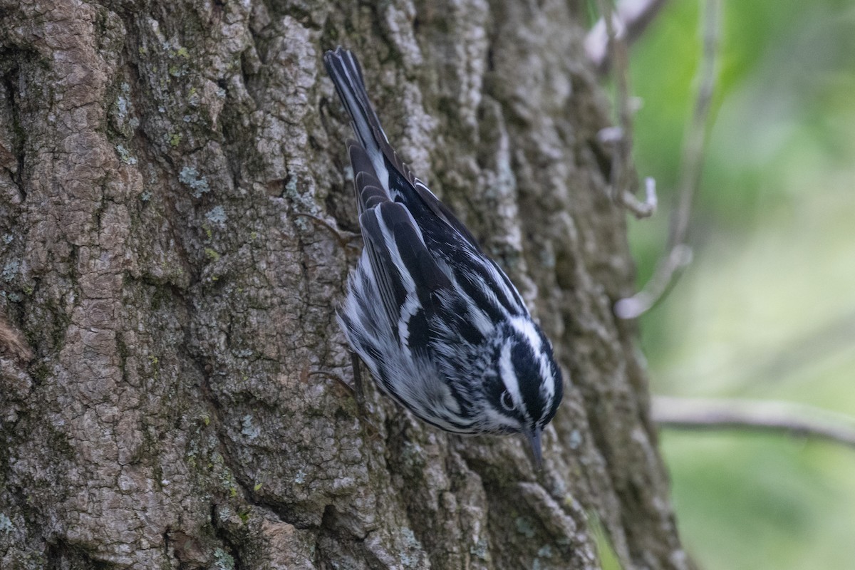 Black-and-white Warbler - ML618694426