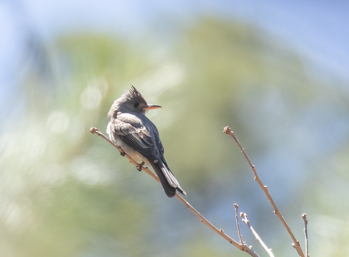 Greater Pewee - ML618694428