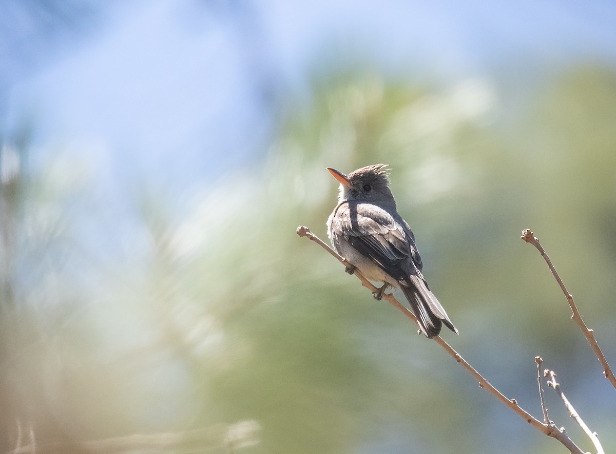 Greater Pewee - ML618694429