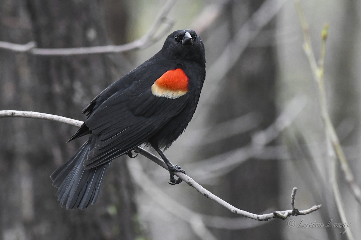 Red-winged Blackbird - ML618694434