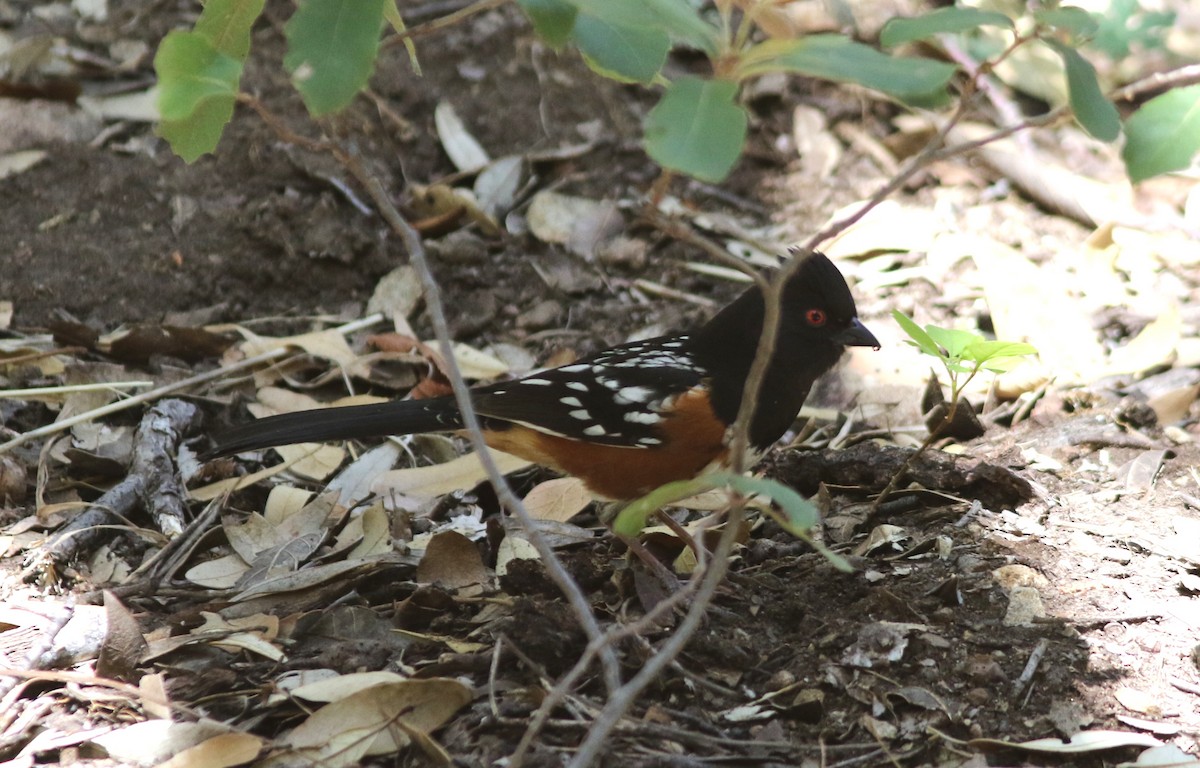 Spotted Towhee - ML618694447