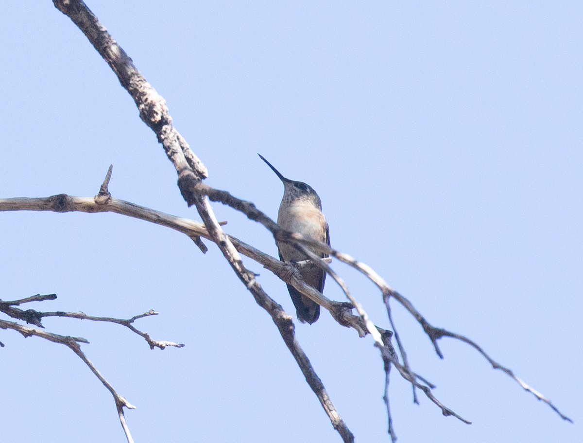 Calliope Hummingbird - ML618694454