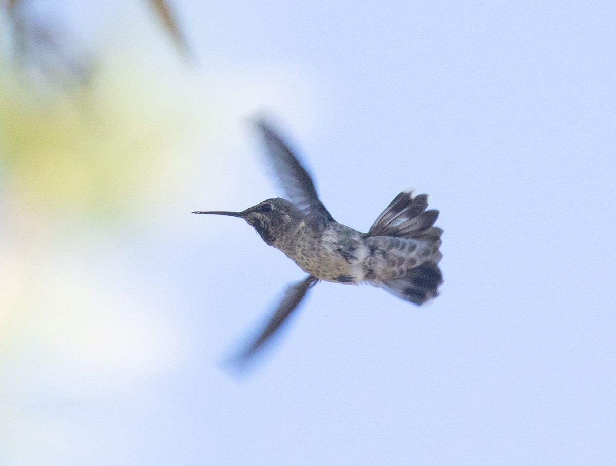Anna's Hummingbird - ML618694455