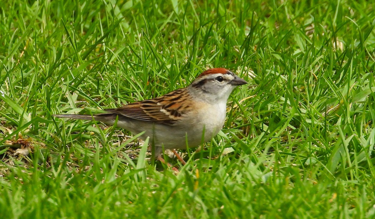 Chipping Sparrow - ML618694457
