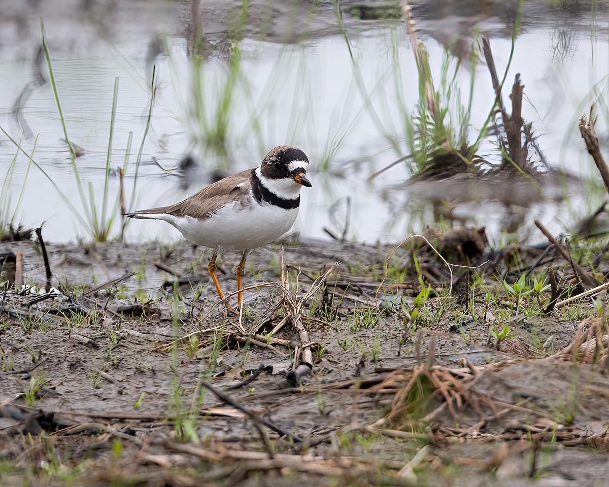 Semipalmated Plover - ML618694471