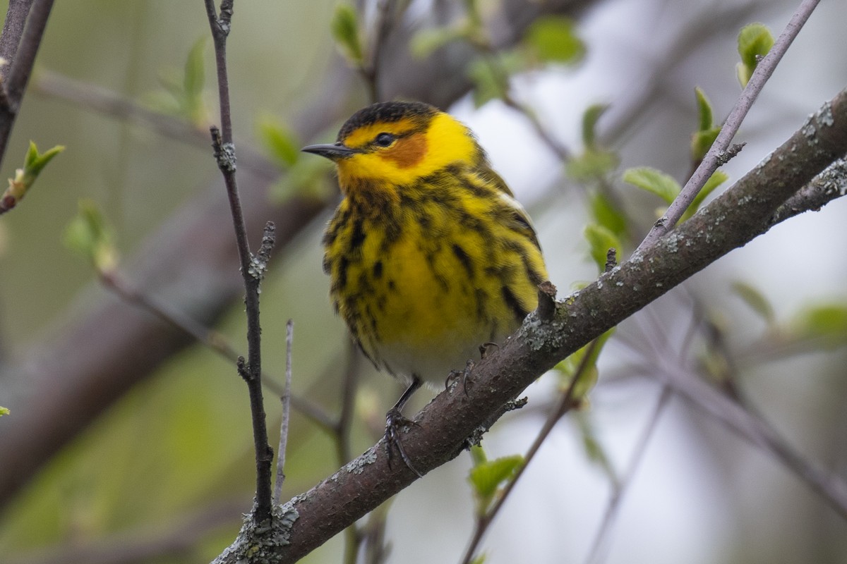 Cape May Warbler - ML618694480