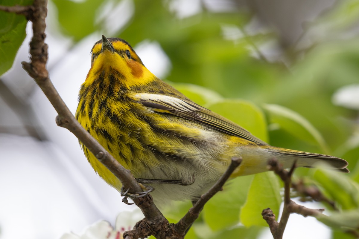 Cape May Warbler - ML618694481