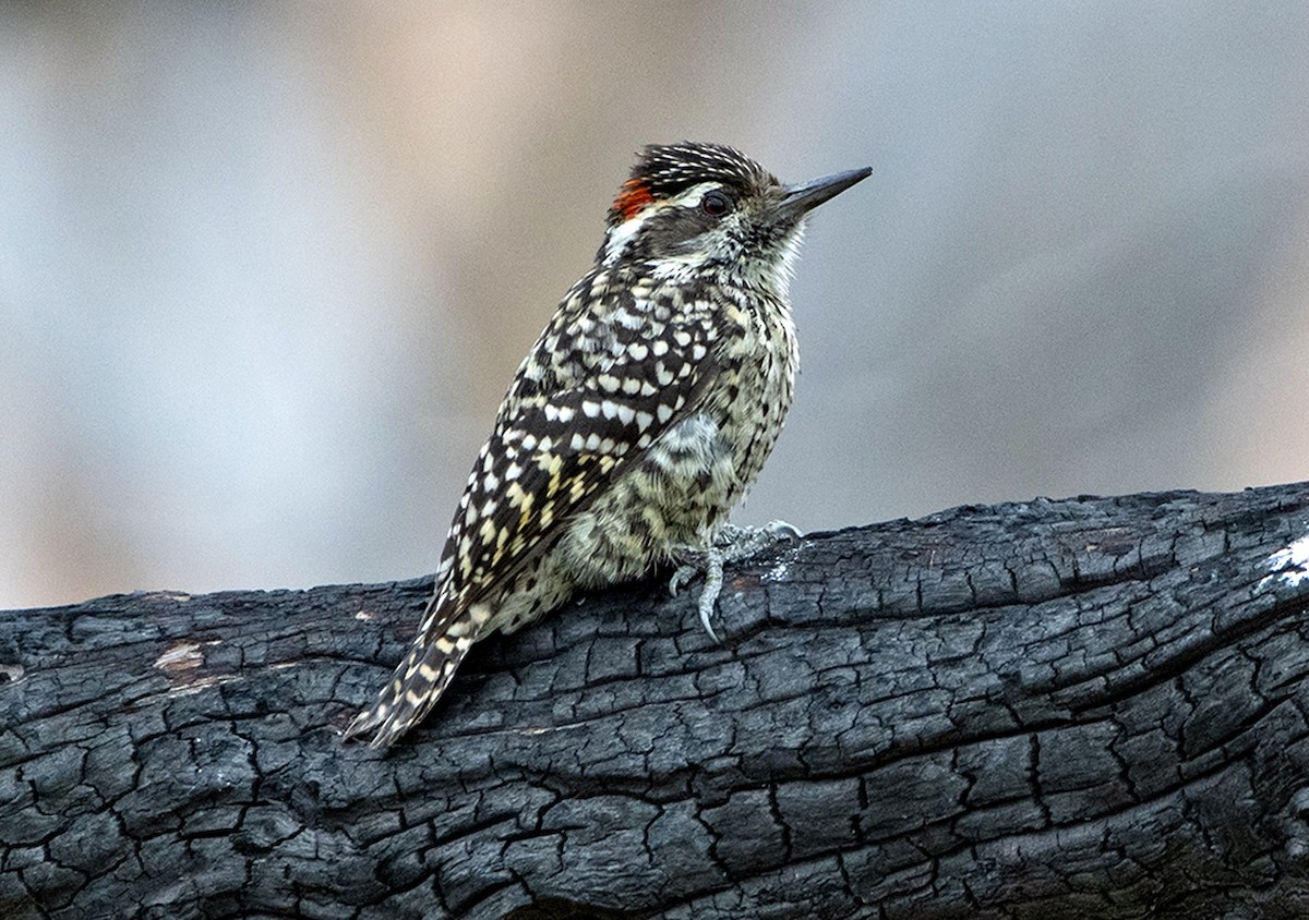 Checkered Woodpecker - ML618694484