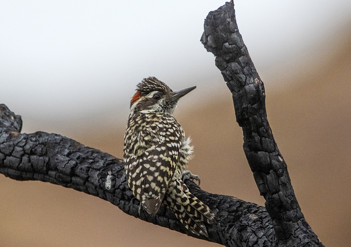 Checkered Woodpecker - Alberto Bravo