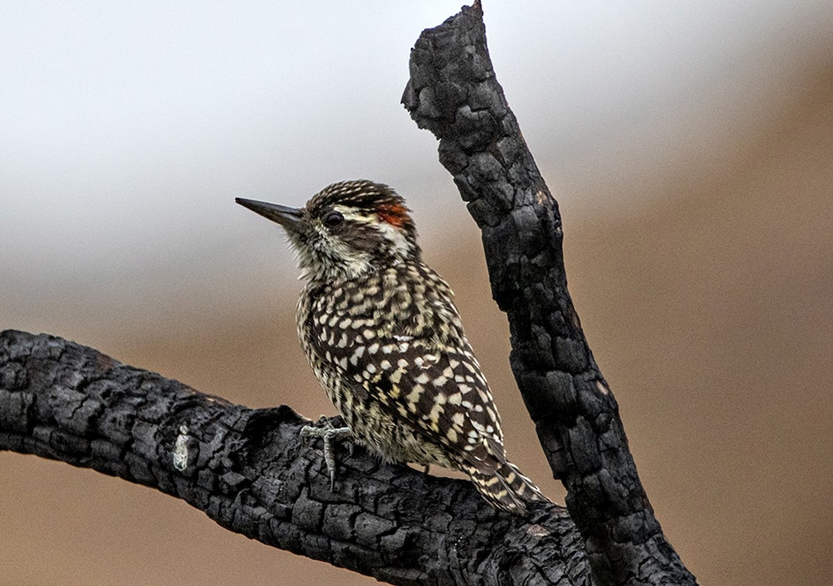 Checkered Woodpecker - ML618694524