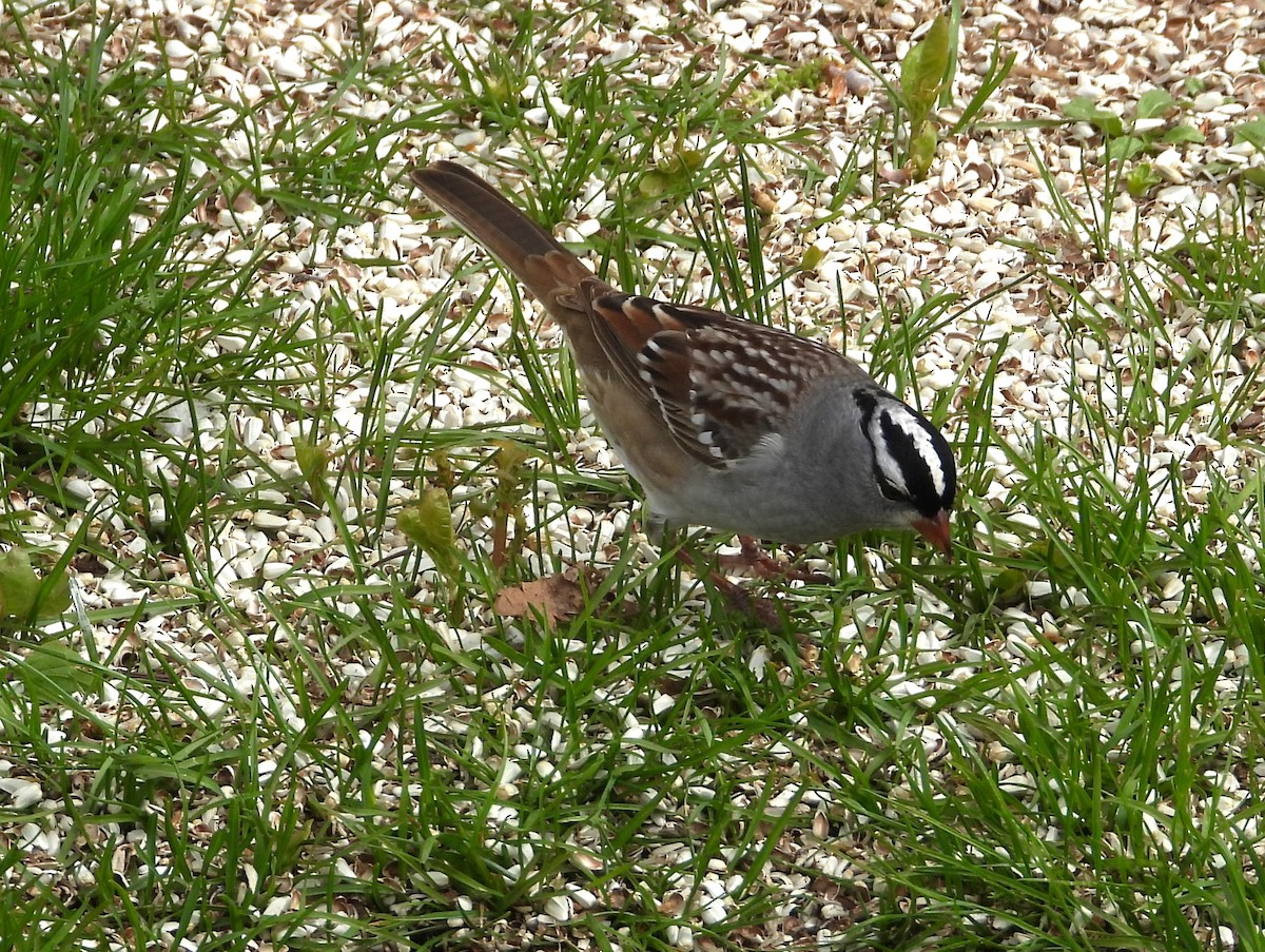 White-crowned Sparrow - ML618694526