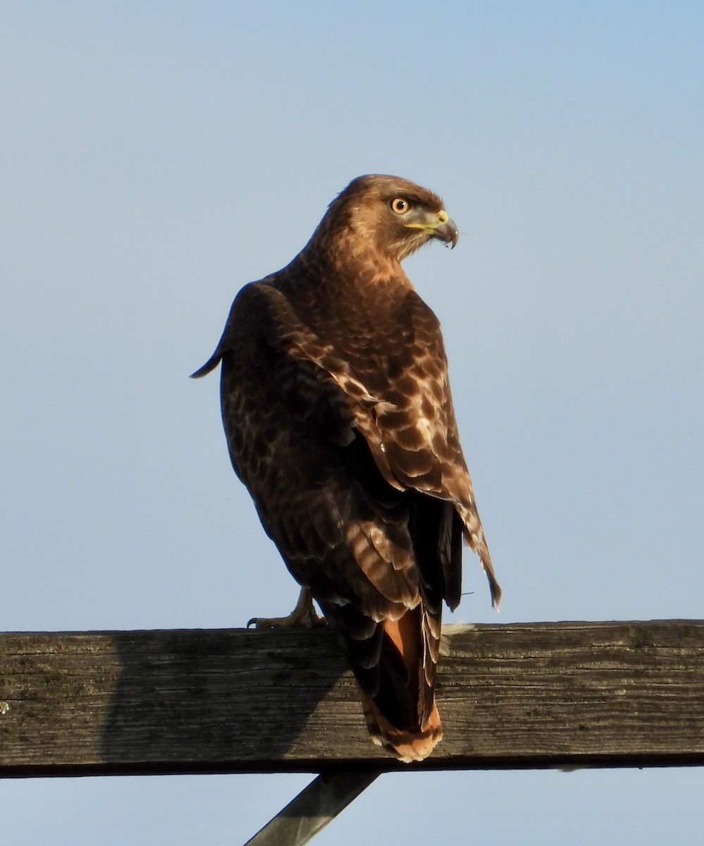 Red-tailed Hawk - ML618694541