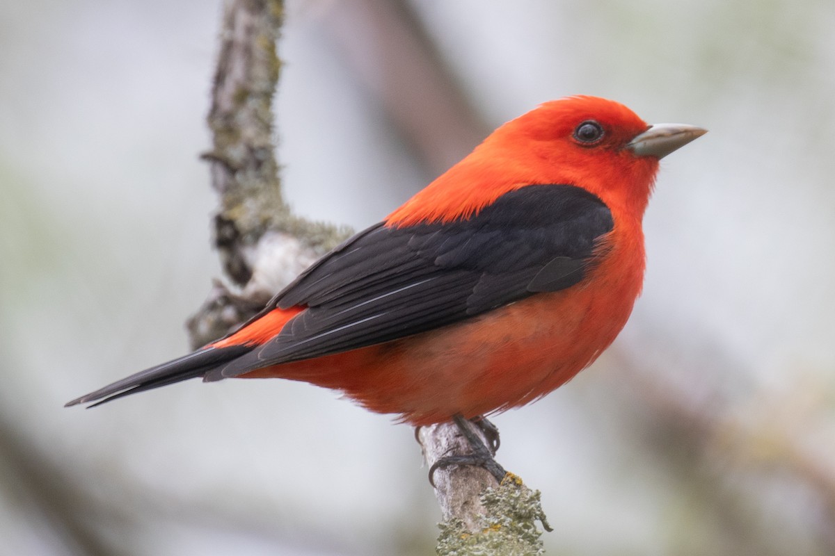 Scarlet Tanager - ML618694581