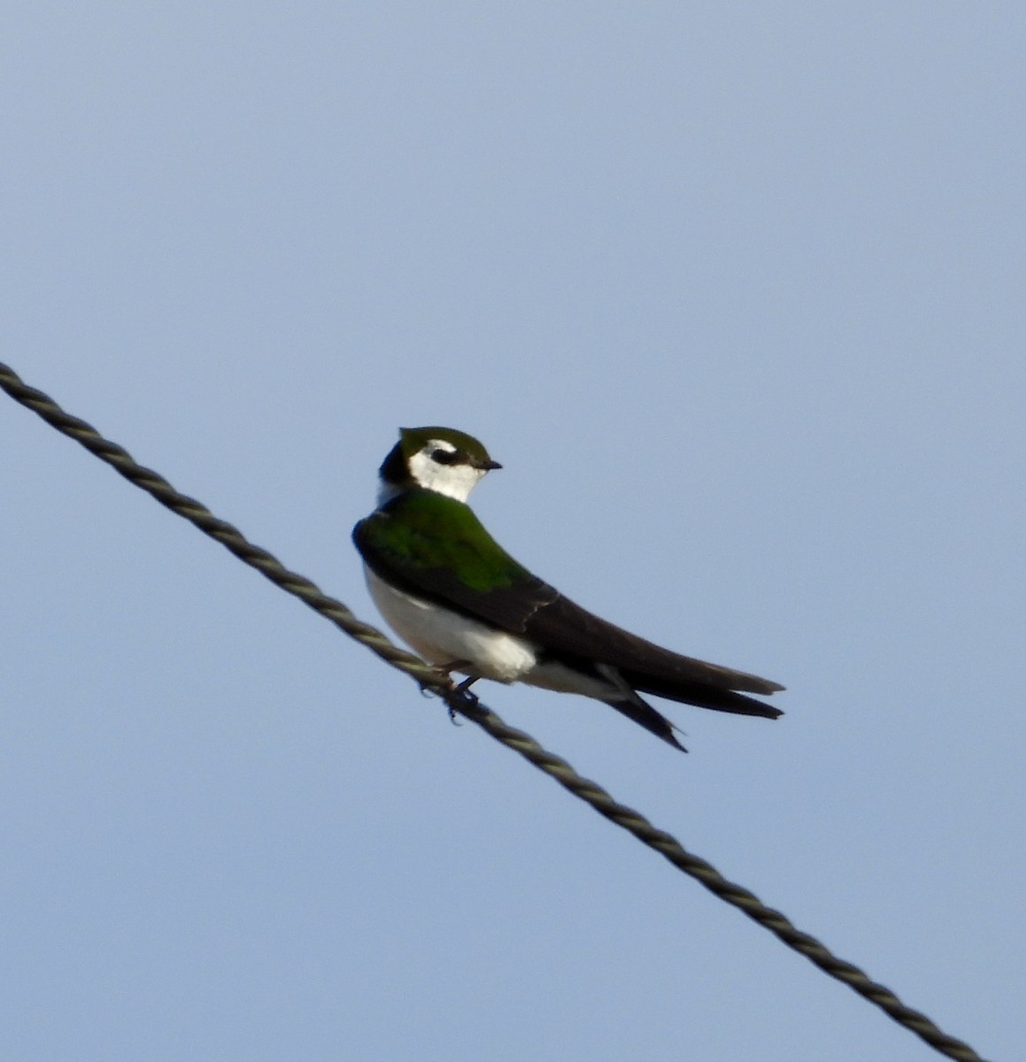 Violet-green Swallow - ML618694599