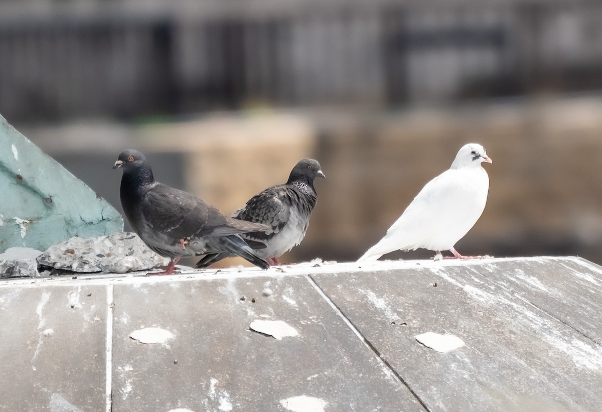 Rock Pigeon (Feral Pigeon) - ML618694620