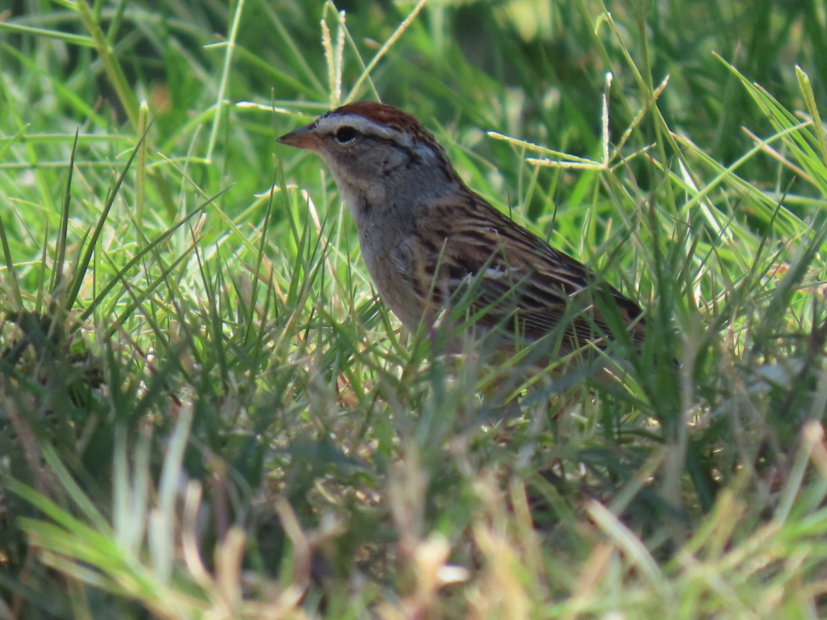 Chipping Sparrow - ML618694623
