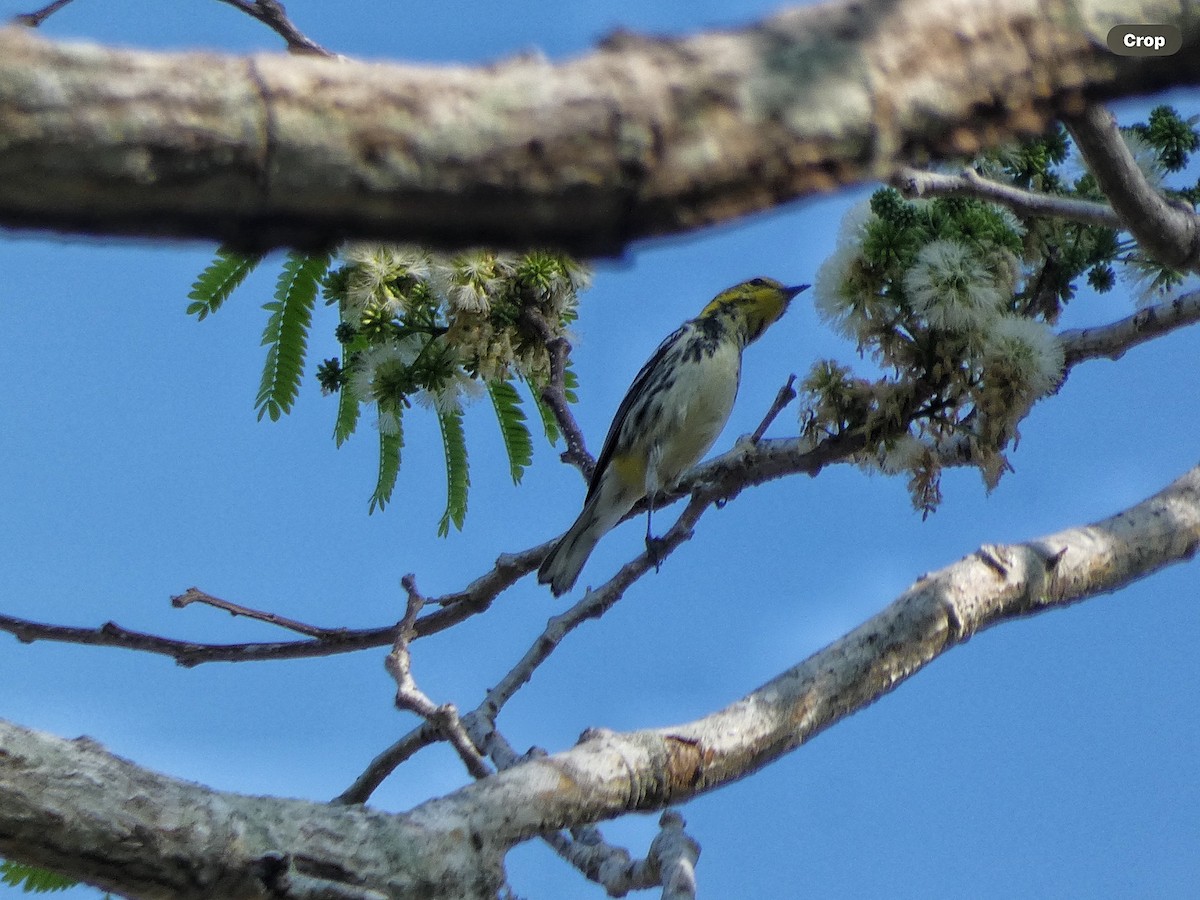 Black-throated Green Warbler - ML618694633