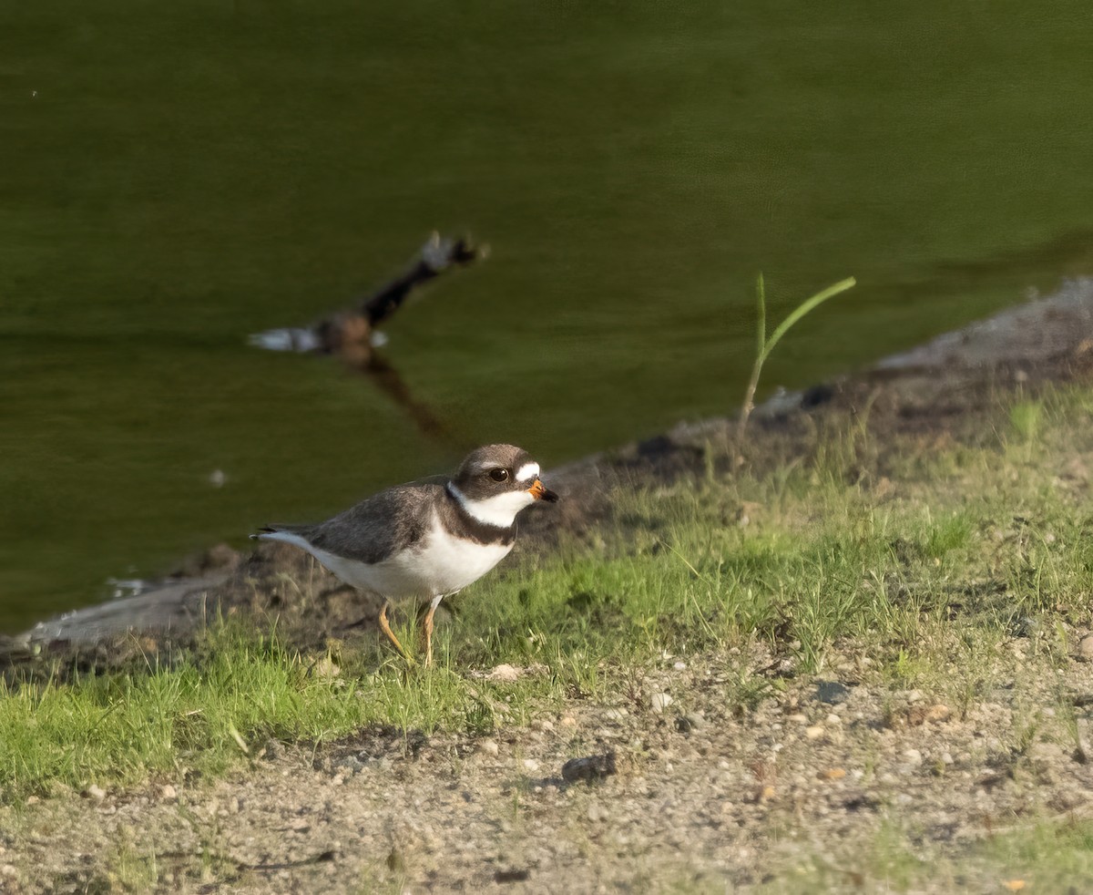 Semipalmated Plover - ML618694670