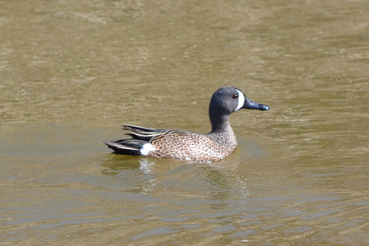 Blue-winged Teal - ML618694683