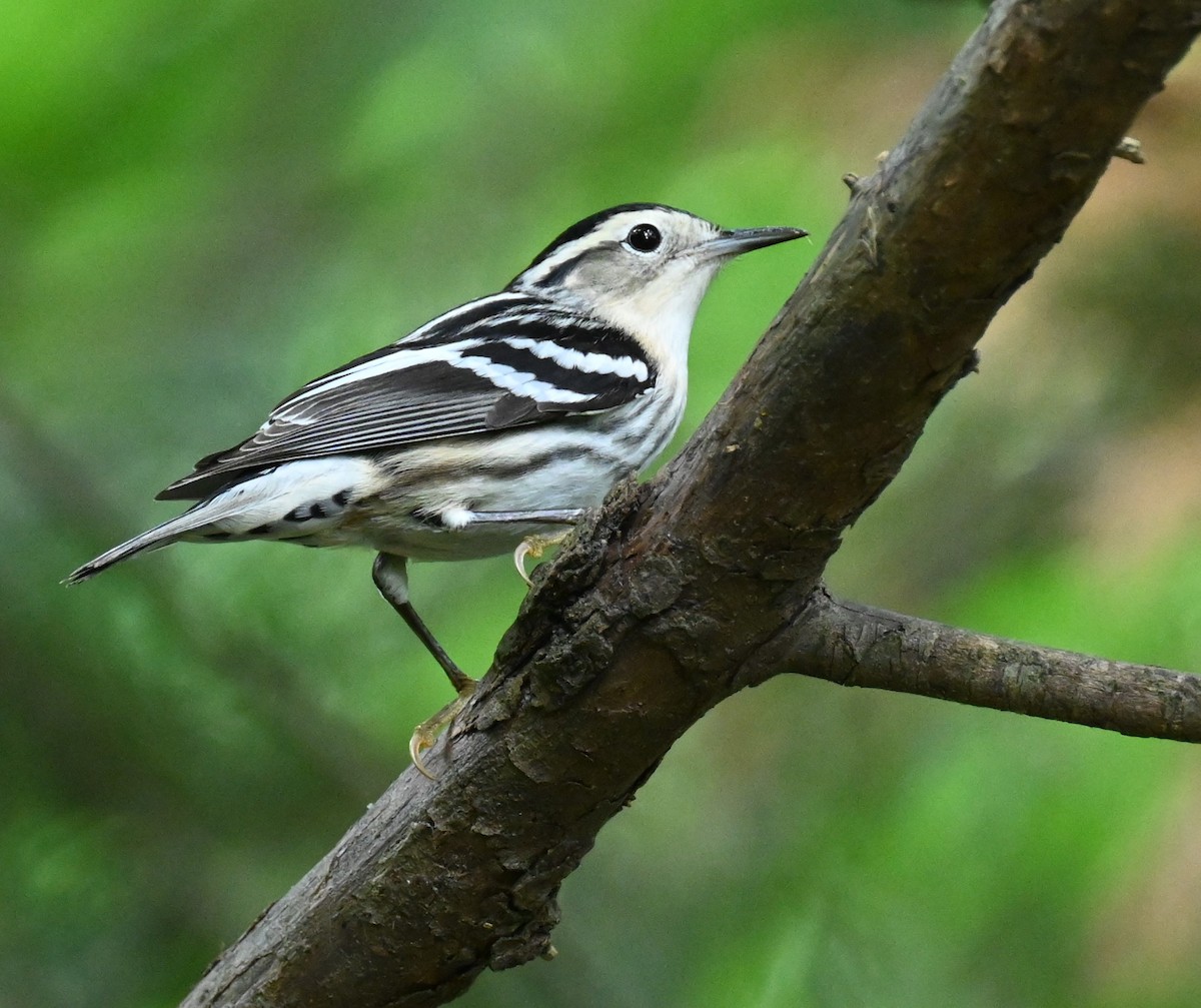 Black-and-white Warbler - ML618694712