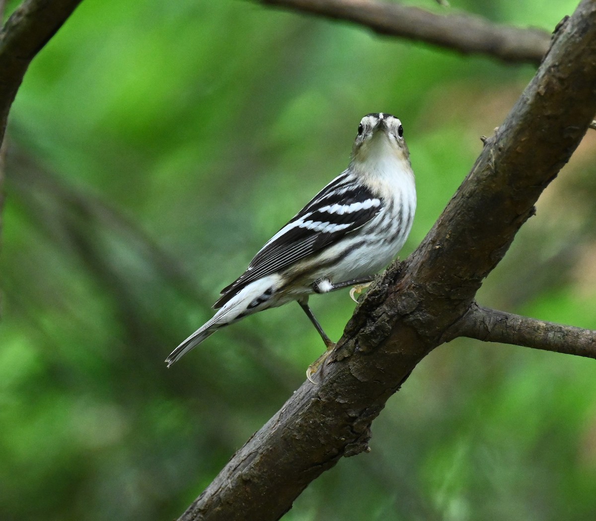 Black-and-white Warbler - ML618694713