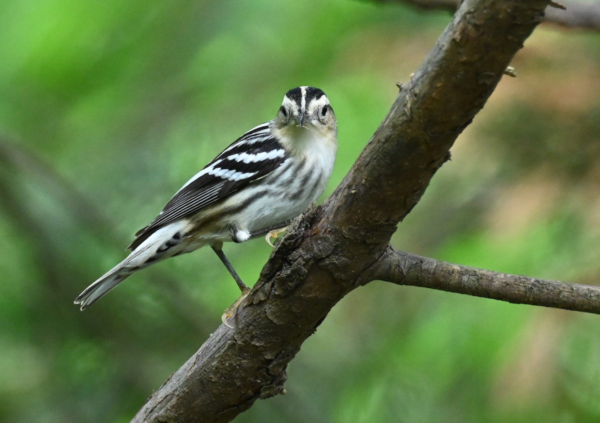 Black-and-white Warbler - ML618694714