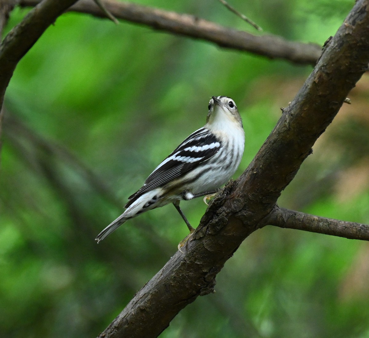 Black-and-white Warbler - ML618694715