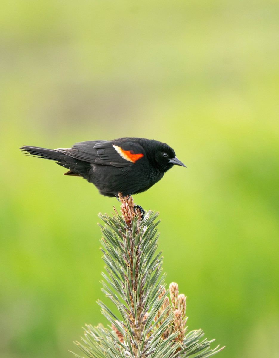 Red-winged Blackbird - ML618694719