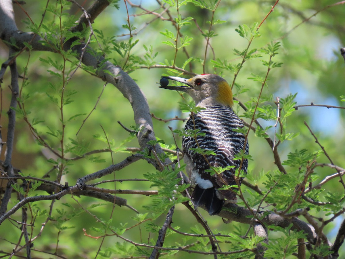 Golden-fronted Woodpecker - ML618694733