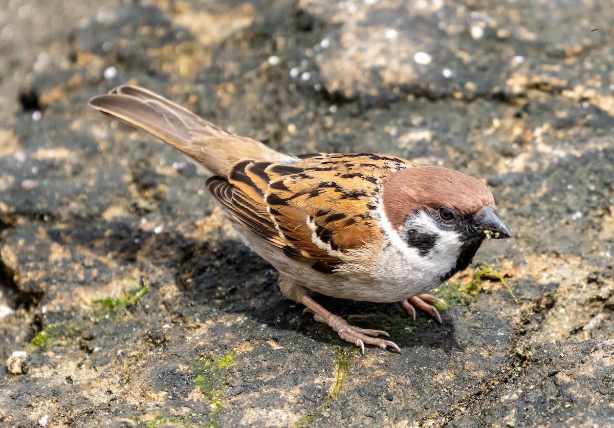 Eurasian Tree Sparrow - ML618694739