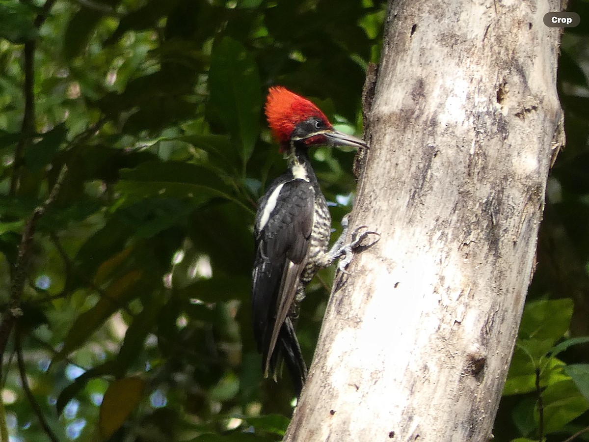 Lineated Woodpecker (Lineated) - ML618694750