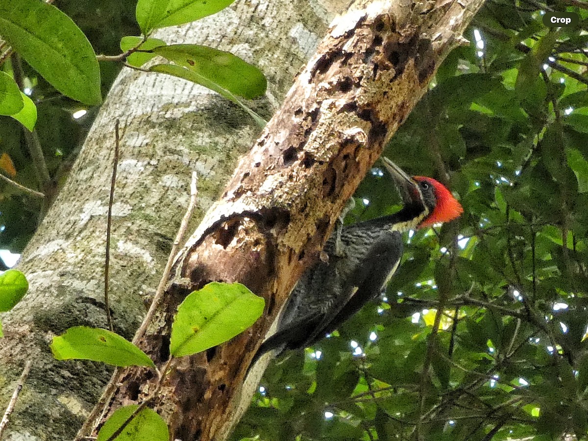 Lineated Woodpecker (Lineated) - ML618694751