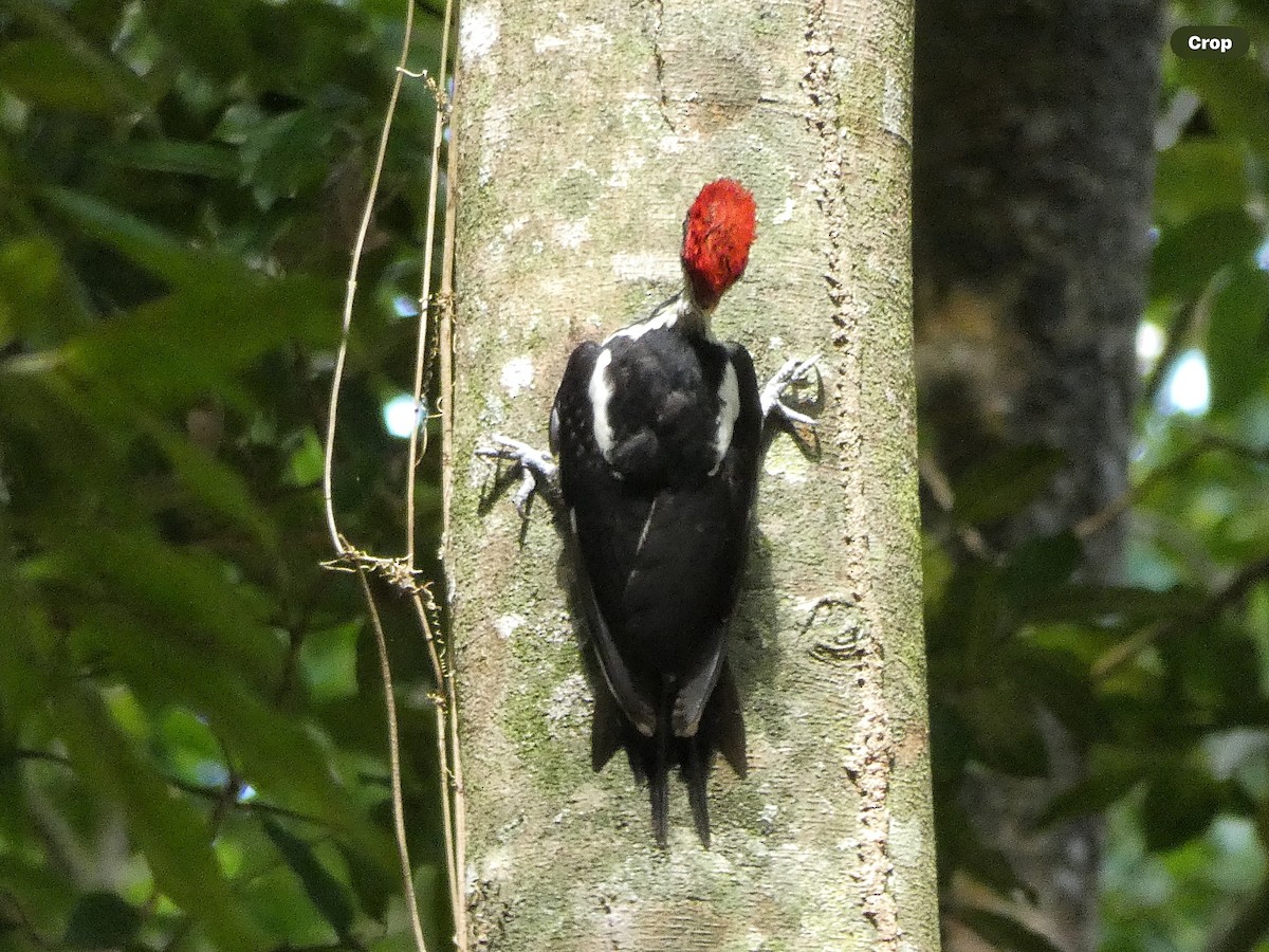 Lineated Woodpecker (Lineated) - ML618694752