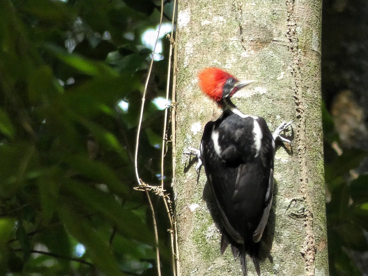 Lineated Woodpecker (Lineated) - ML618694753