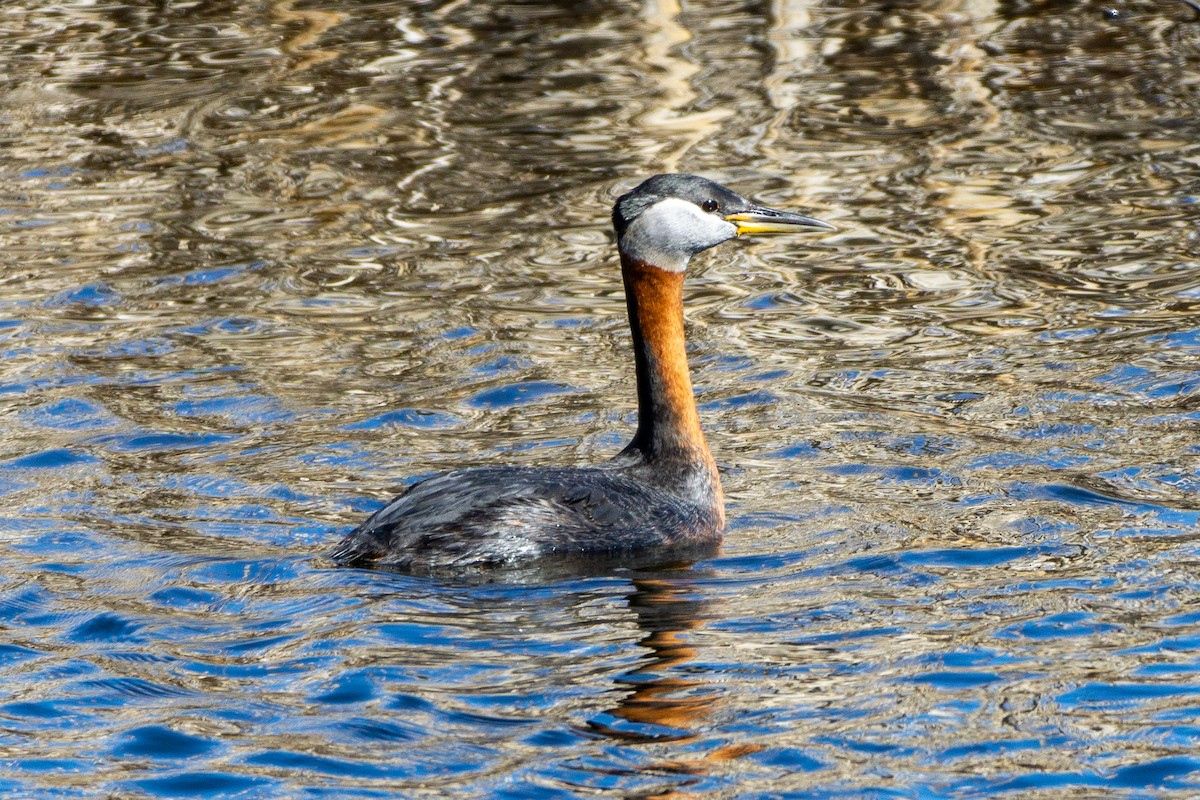 Red-necked Grebe - ML618694796