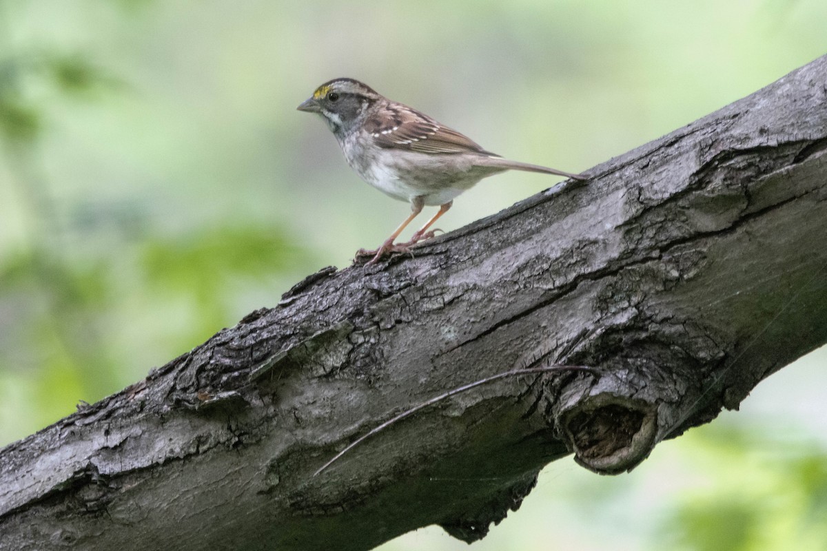 White-throated Sparrow - ML618694812