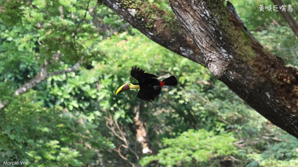 Yellow-throated Toucan - Hsiaohui Wen