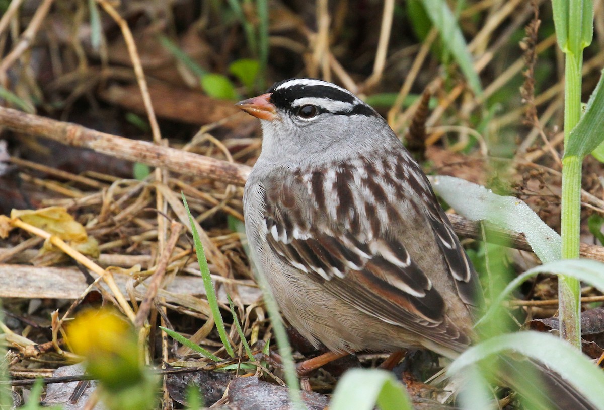 White-crowned Sparrow - ML618694826
