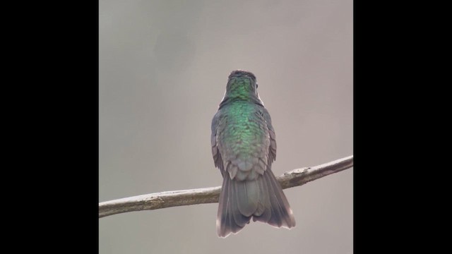 kolibřík honduraský - ML618694838