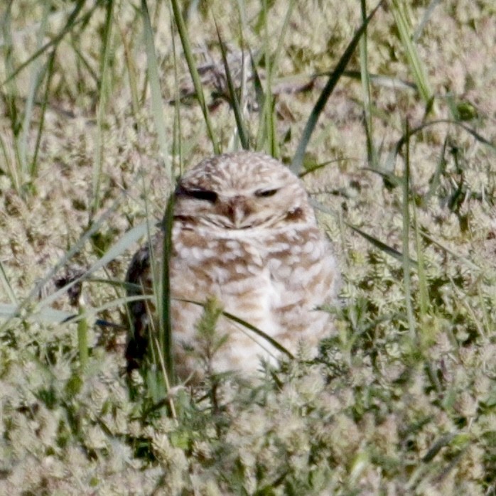 Burrowing Owl - ML618694839