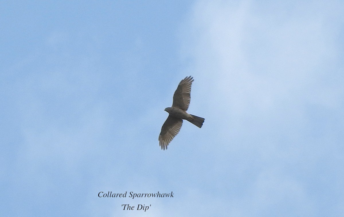 Collared Sparrowhawk - ML618694881