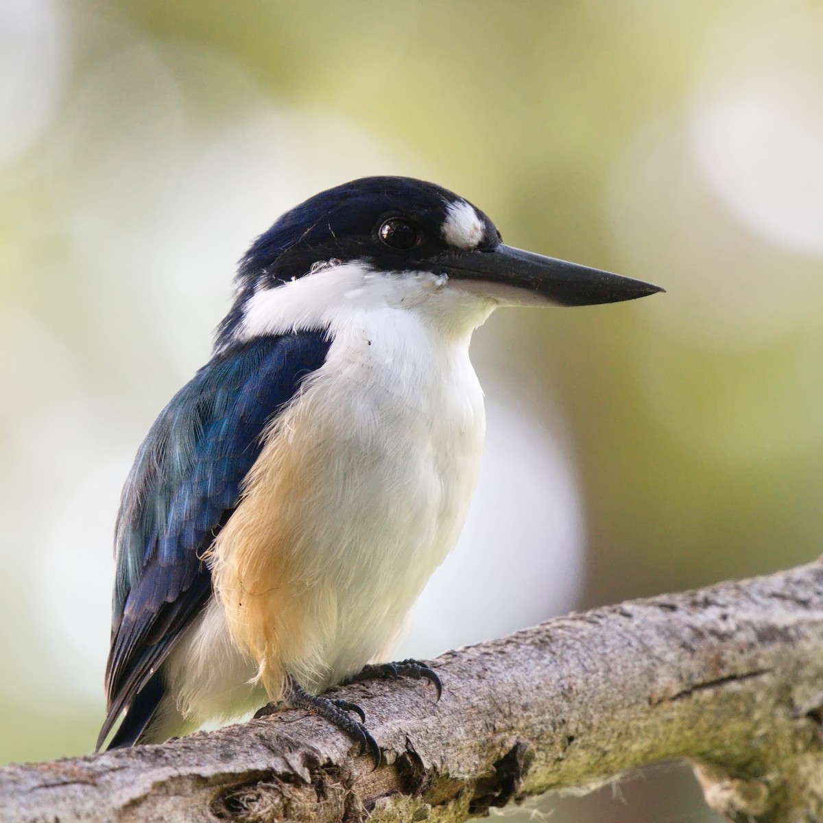 Forest Kingfisher - ML618694891