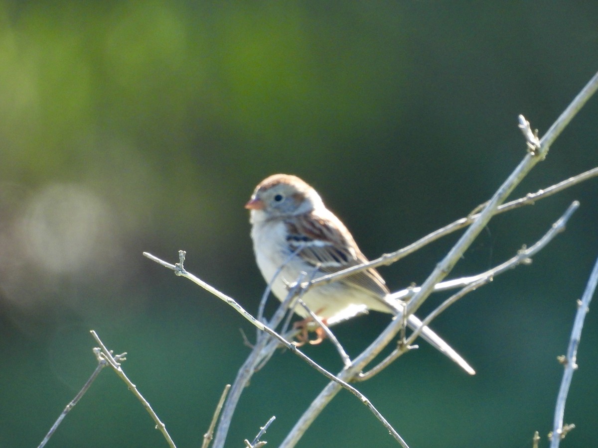 Field Sparrow - ML618694895